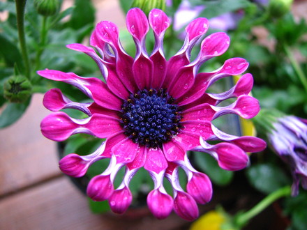  spoon ostospermum I bought Friday.