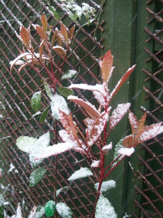 Hope the new growth will survive this!!! (Photinia x fraseri)