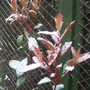Hope the new growth will survive this!!! (Photinia x fraseri)