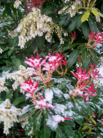 Pieris - new growth getting wrecked by the snow (Pieris japonica (Lily of the valley bush))