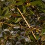 Berberis thorn