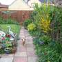 harry in garden