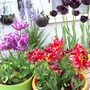 tulips