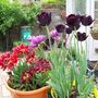Tulips
