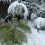 Tree ferns with Snow April 08 (Dicksonia antarctica (Soft tree fern))