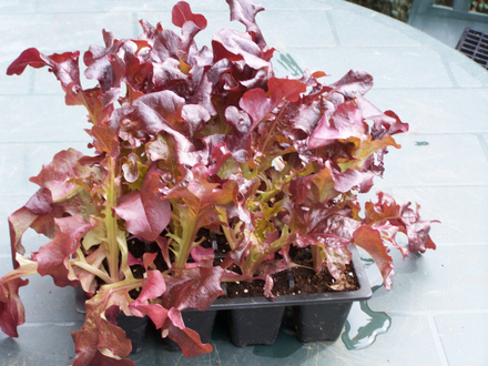 Lollo Rosso (Lollo Rosso)