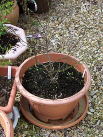 Patio Magnolia