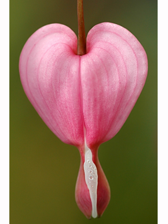 Dicentra spectabilis bleeding heart (Dicentra spectabilis)