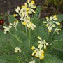 A garden flower photo