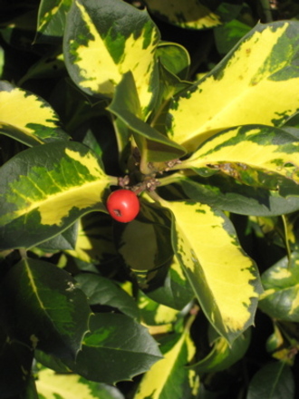 holly_type_2.jpg
