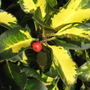 holly_type_2.jpg