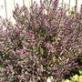 A garden flower photo (Hebe)