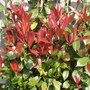A garden flower photo (Photinia x fraseri)