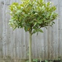 A garden flower photo (laurus nobilis)
