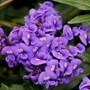063._Coral_Pea.jpg