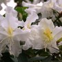 064._Rhododendron.jpg