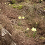Wild daffodils growing in the craggy roadside of the French Black Mountains  (narcissus)
