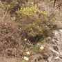 Broom and wild Daffodils growing along the soadside in the French Black Mountains