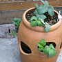 Strawberry plants (Strawberry Cambridge favourite)