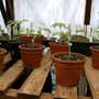 Tomato (Lycopersicon esculentum (Tomato))