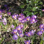 crocus (Crocus vernus (Dutch crocus))
