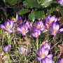 crocus (Crocus vernus (Dutch crocus))
