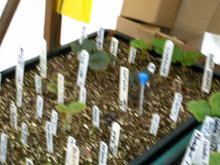 Growing in the propagator (Begonia)