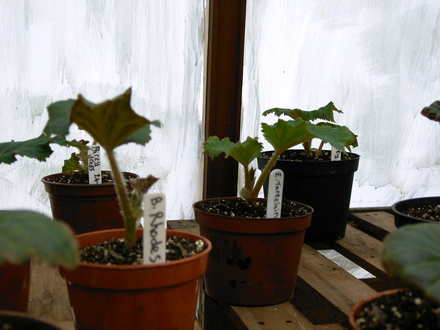 Some Double Tuberous Begonias just potted up out of the propagator. (Begonia)