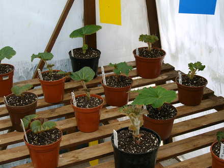 Double Tuberous Begonias potted up now (Begonia)