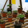 Double Tuberous Begonias potted up now (Begonia)