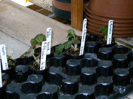 2008 Cuttings (Begonia)