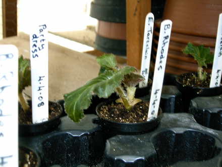 2008 cuttings (Begonia)