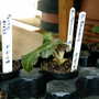 Early_2008_season_016