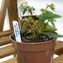 Early_2008_season_001