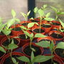 Chilli "Prairie Fire" 6.04.08