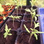 Tomato "Tornado"  06.04.08