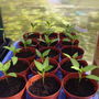 Sweet/Bell Pepper "Rainbow"  06.04.08