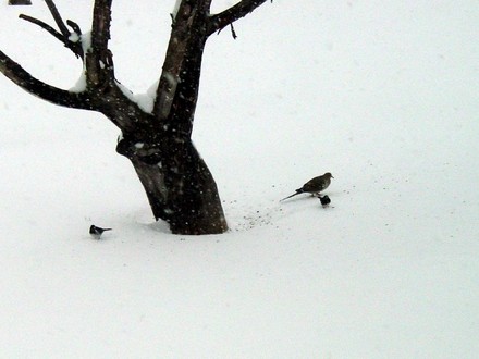 Mourning Dove and Juncos