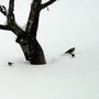 Dove_juncos