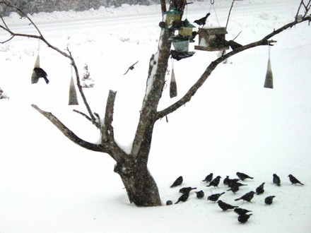 Red-winged Blackbirds