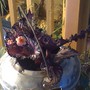 Rex_begonia_spr_08