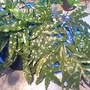 Kang_fern_spr_08