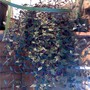 Bridal_wreath_spr_08