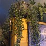 Goldfish_spr_08
