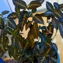 Monkey_plant_spr_08