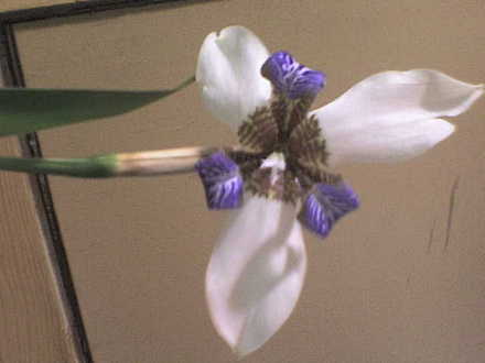 walking Iris bloom (Neomarica gracilis)