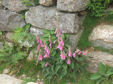 Fox glove (Digitalis purpurea)