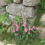 Digitalis purpurea