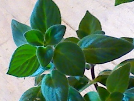 unknown violet (streptocarpella)