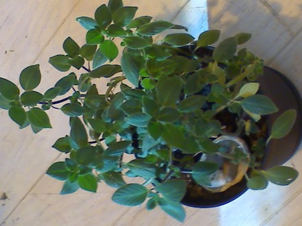 my unknown violet